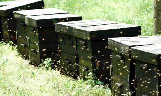 蜜蜂特点与习性的表格 蜜蜂的生活习性